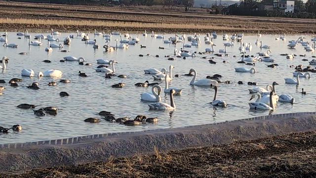 ◇今年の『白鳥の郷』◇の記事動画