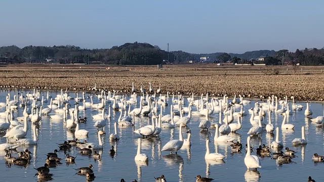 ◇今年の『白鳥の郷』◇の記事動画
