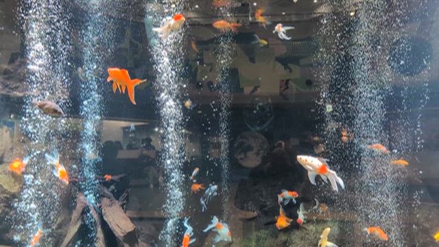 ◇ワライカワセミ◇の記事動画