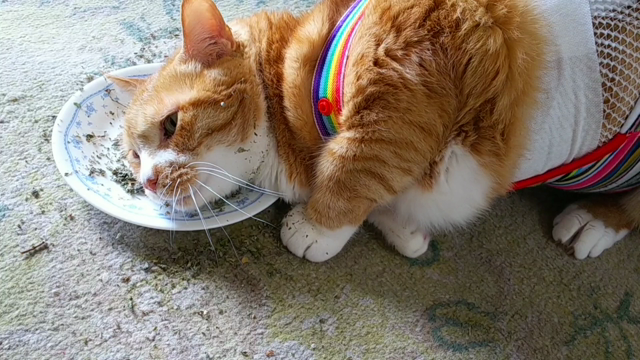 ◇ゆるにゃんこ占い◇の記事動画