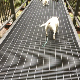 藁にもすがるの画像