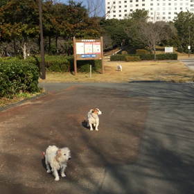 躾直し、、、、の画像