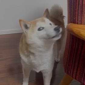 柴犬しーちゃんが13歳8か月でしゃべった…とInstagramにアップしたらの画像