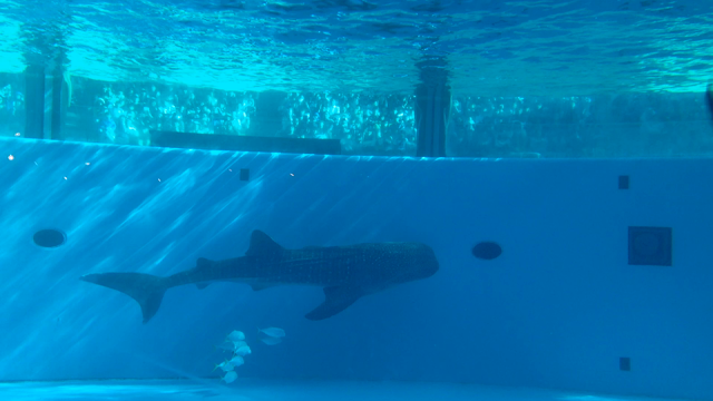 ひやけ´ω｀の記事動画