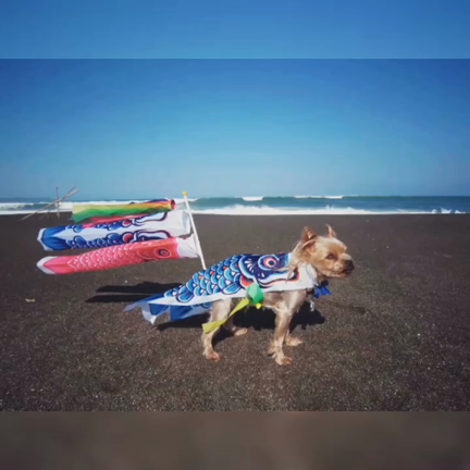 鯉のぼりの記事動画