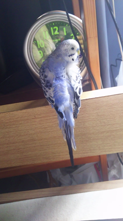 インコのtail二世 ケージ前面に張り付くご機嫌tail はにてる Honeytail