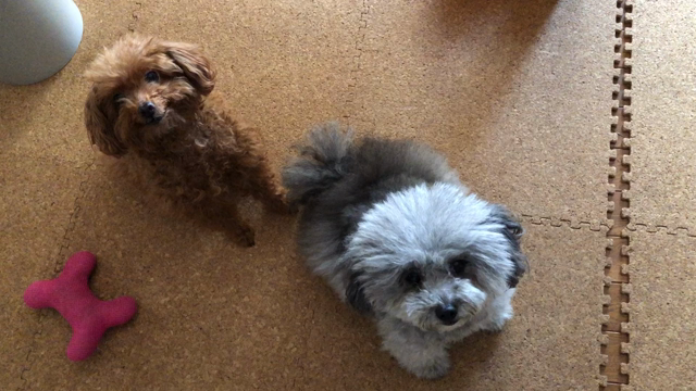 お薬の日ですの記事動画