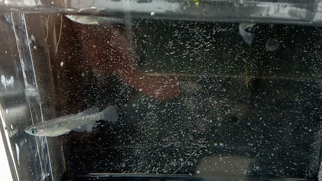 お気に入りのメダカその⑤の記事動画