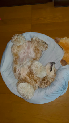 4ヶ月も経っちゃった(^^;)の記事動画