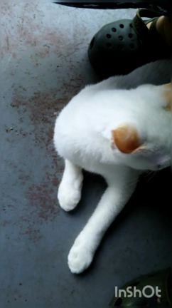 ぴょん吉っつぁん。の記事動画