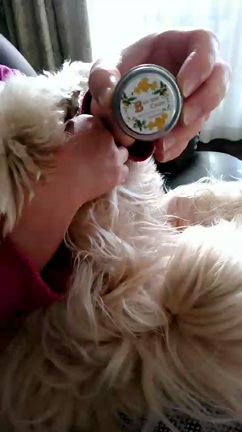 オーストラリアン・ラブラドゥードルに肉球ケアをしてみたら・・・の記事動画