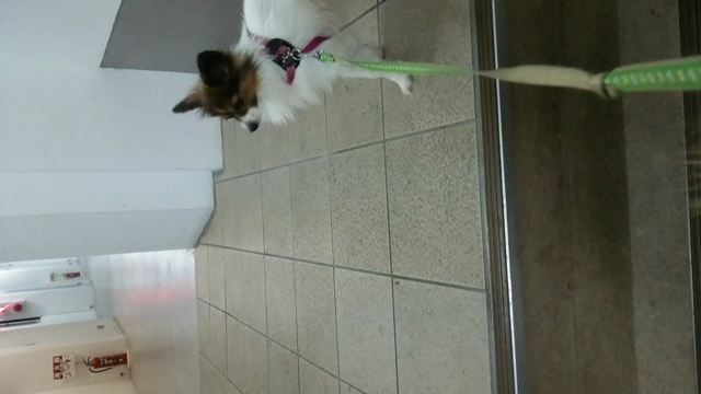 夜の散歩とシャレこみましたの記事動画