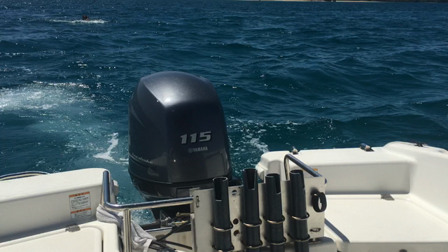 いつぞや南国物語！の記事動画