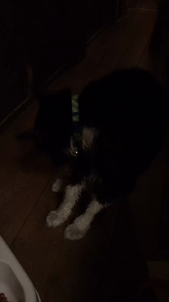 ふくちゃんが落ちた‼︎  つづきの記事動画