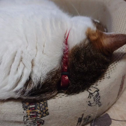 寝息☆の記事動画