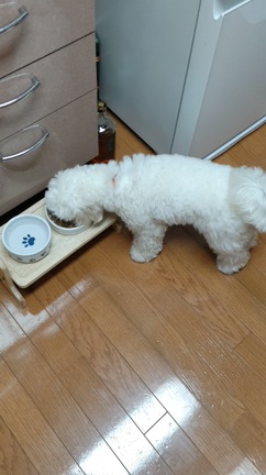 リノのご飯の記事動画