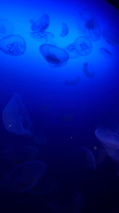 水族館で癒されました♪の記事動画