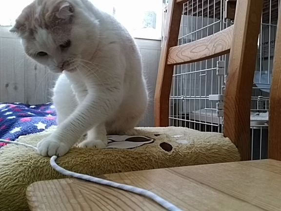 ステキなギフトで遊びました♪の記事動画