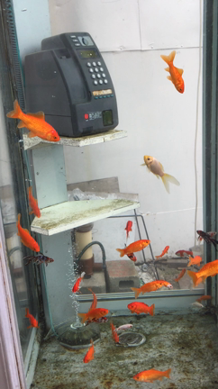 動画 金魚の住む街〜奈良.郡山の記事動画