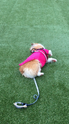 やりたい放題・・・の記事動画