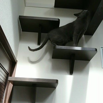 今年、４度目の引っ越しの記事動画