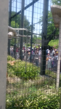 ゴリラゴリラゴリラの記事動画