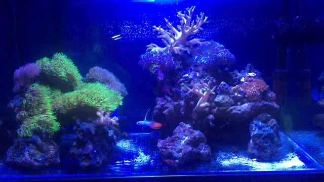 レイヘンしましたー(｀_´)ゞの記事動画