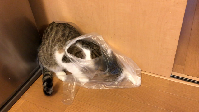 スーパーの袋の記事動画