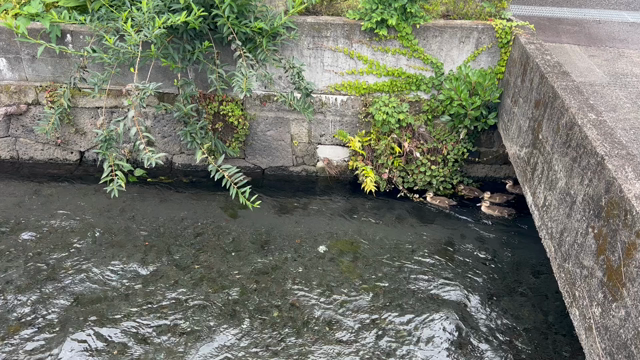 鴨好きのわたくしへの最高のご褒美イベント発生の記事動画
