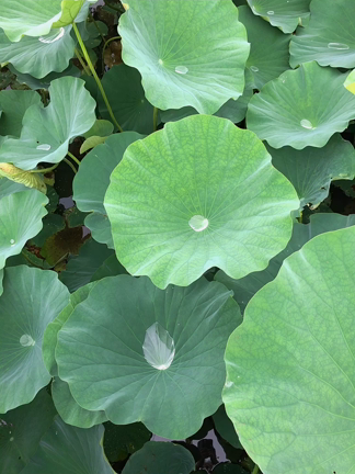 テラヘルツ　ネックレス　ワイヤーアクセサリーの記事動画