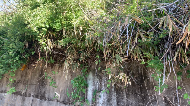 「緊急事態」　月末まで延長！！！の記事動画