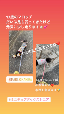 うちのコの記事動画