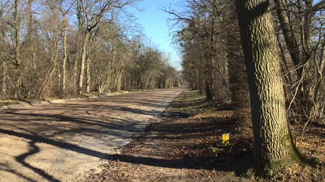 フランス所有馬 初追い切りの記事動画