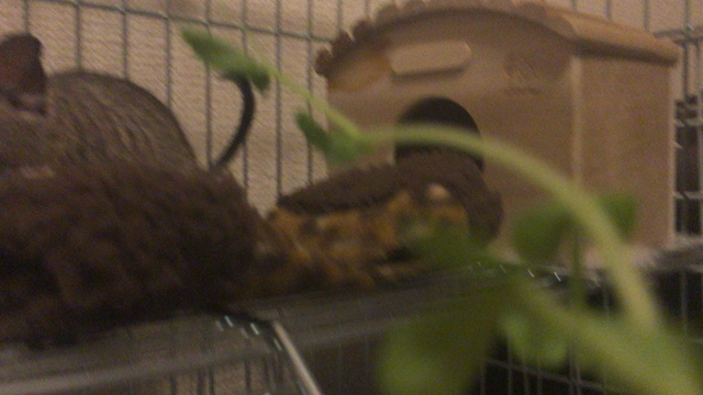 ティミー君自家製豆苗を食べる。の記事動画