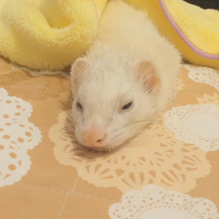 ゲーゲーしてる(´・ω・)の記事動画