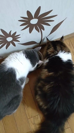 こっそりペロリの記事動画