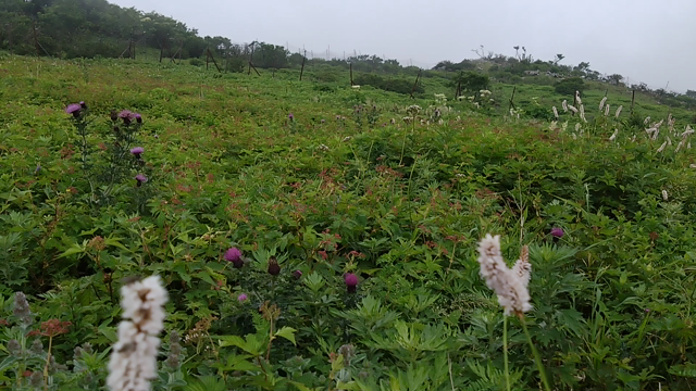 近畿五芒星　伊吹山への記事動画