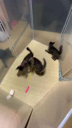 《大、鳴々、小明》元気いっぱいな子猫たちの記事動画