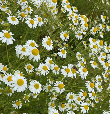 天意の里ハーブガーデンでカモミール摘み〜♪の記事動画