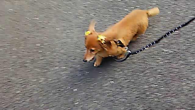 おいらもただいま！の記事動画