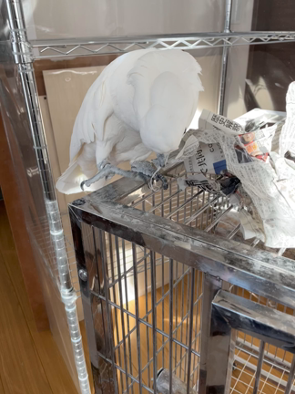 そらと新聞紙 ②の記事動画