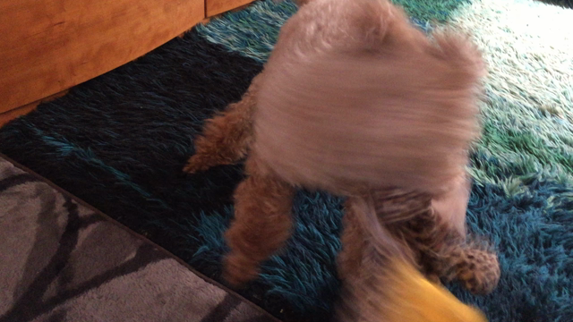 日常の記事動画