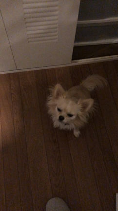 お助けマン　兄の記事動画