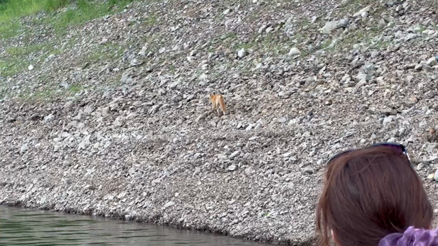 北の旅…子きつねの記事動画