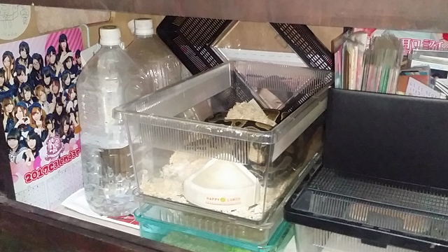 ボールパイソン脱皮前兆の記事動画