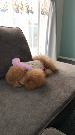 嬉しかったな❣️の記事動画