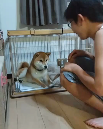 改めてお礼申し上げます(里親決定)の記事動画