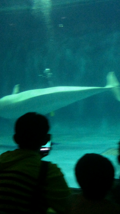 5月4日 水族館の記事動画