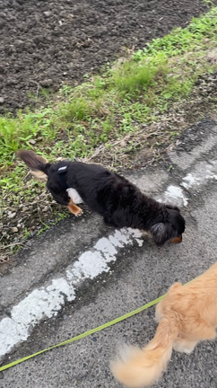 ニューカバーインプレッションの記事動画