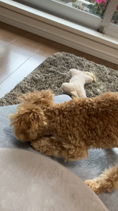 また来てくれた♡の記事動画